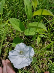 Calystegia spithamaea