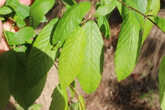 Carpinus caroliniana