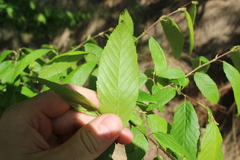 Carpinus caroliniana