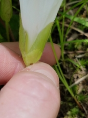 Calystegia spithamaea