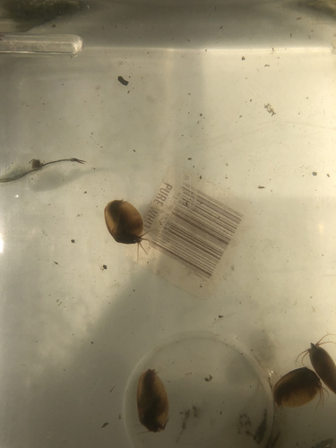 iNaturalist observation photo of California Clam Shrimp