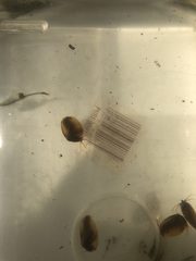 Cyzicus californicus