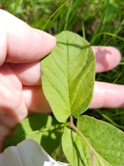 Calystegia spithamaea