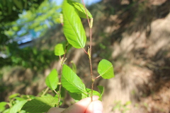 Carpinus caroliniana
