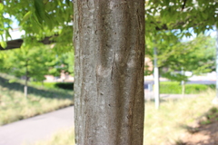 Carpinus caroliniana