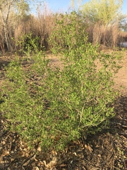 Forestiera pubescens pubescens