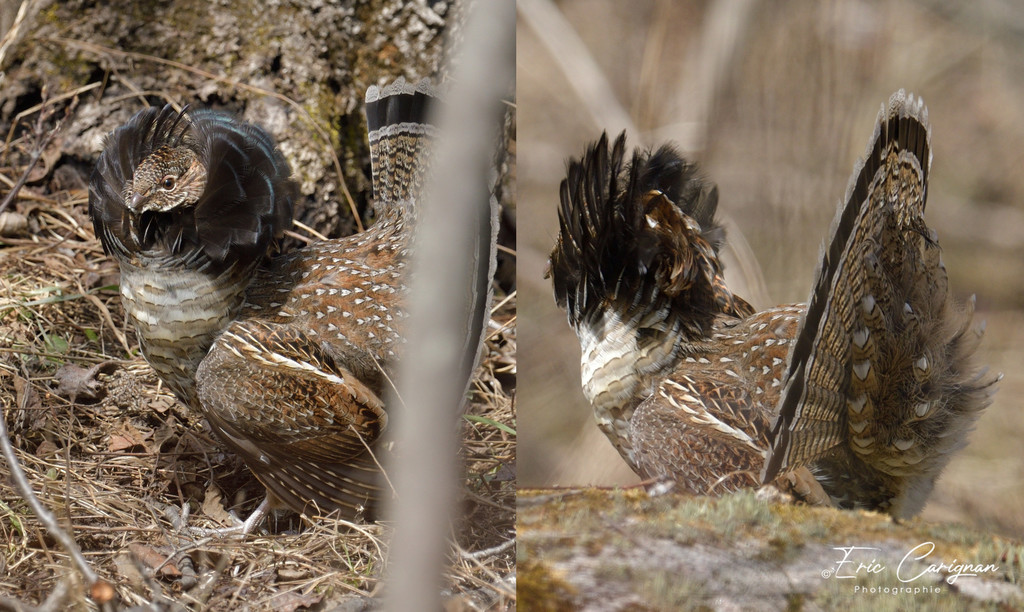 Ruffed Grouse from Réserve naturelle du Marais-Léon-Provancher ...