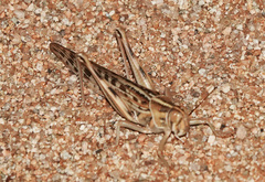 Schistocerca gregaria flaviventris