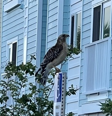 Buteo lineatus