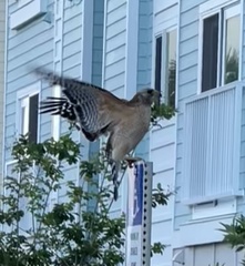 Buteo lineatus