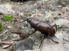Cambarus carinirostris