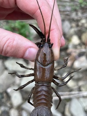 Cambarus carinirostris