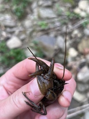 Cambarus carinirostris
