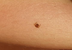 Amblyomma cajennense