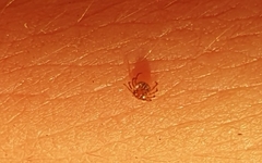 Amblyomma cajennense