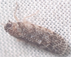 Synecdoche grisea