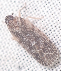 Synecdoche grisea