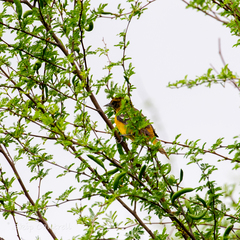 Icterus bullockii × galbula