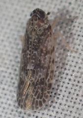 Synecdoche grisea