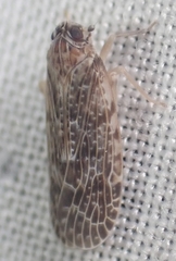 Synecdoche grisea