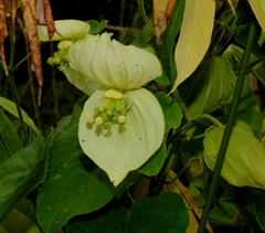 Dalechampia