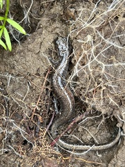 Plethodon electromorphus