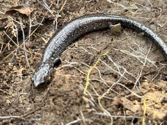Plethodon electromorphus