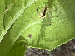 Phylloneta pictipes