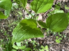 Phylloneta pictipes