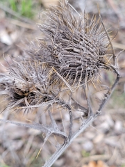 Cirsium vulgare