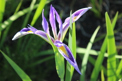 Iris giganticaerulea