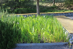 Iris giganticaerulea