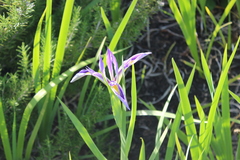 Iris giganticaerulea