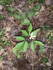 Anemonoides lancifolia