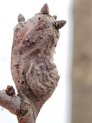 Neuroterus quercusbatatus