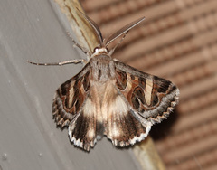 Cerocala vermiculosa