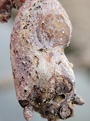 Neuroterus quercusbatatus