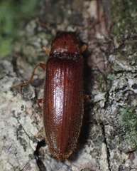 Hemicrepidius melanophthalmus