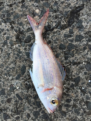 Arbun (Pagellus erythrinus)
