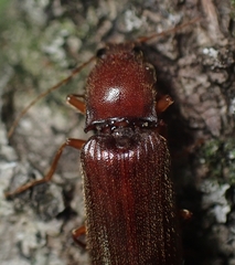 Hemicrepidius melanophthalmus