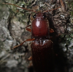 Hemicrepidius melanophthalmus