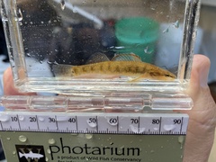 Etheostoma spilotum