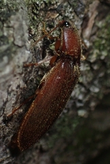 Hemicrepidius melanophthalmus