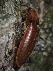 Hemicrepidius melanophthalmus