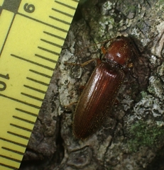 Hemicrepidius melanophthalmus