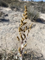 Atriplex barclayana
