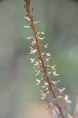 Mesadenus polyanthus