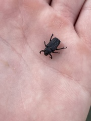 Cremastocheilus armatus