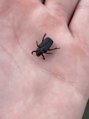 Cremastocheilus armatus