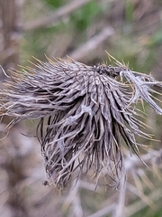 Cirsium vulgare